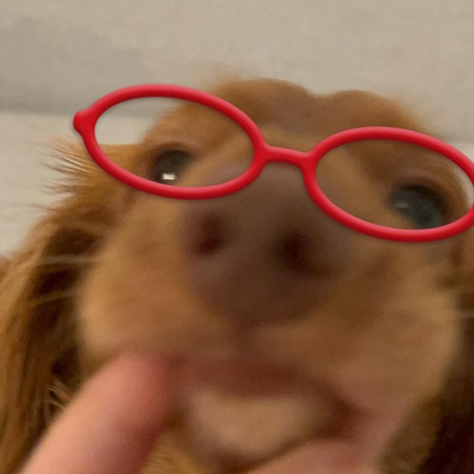 好运小狗
