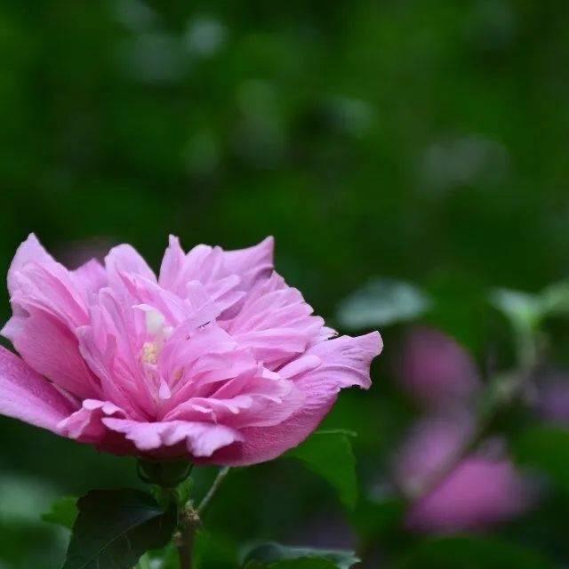 花茉莉