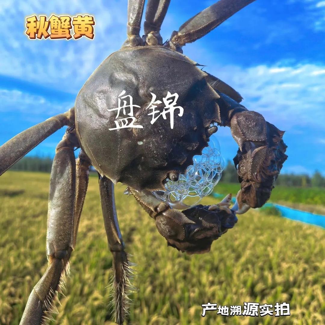 沐辰精品稻田蟹