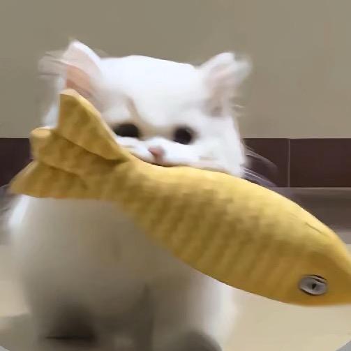 小猫呆呆鱼～