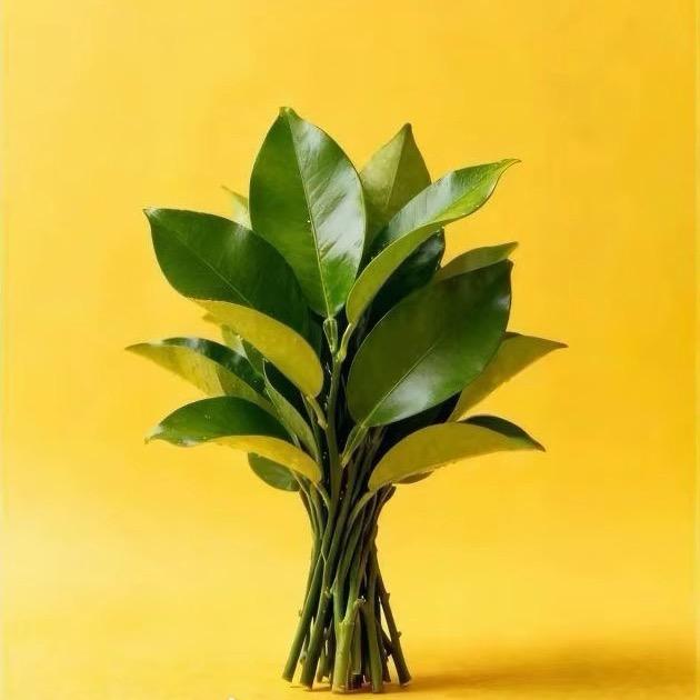 欧芙兰（敏，痘，斑）