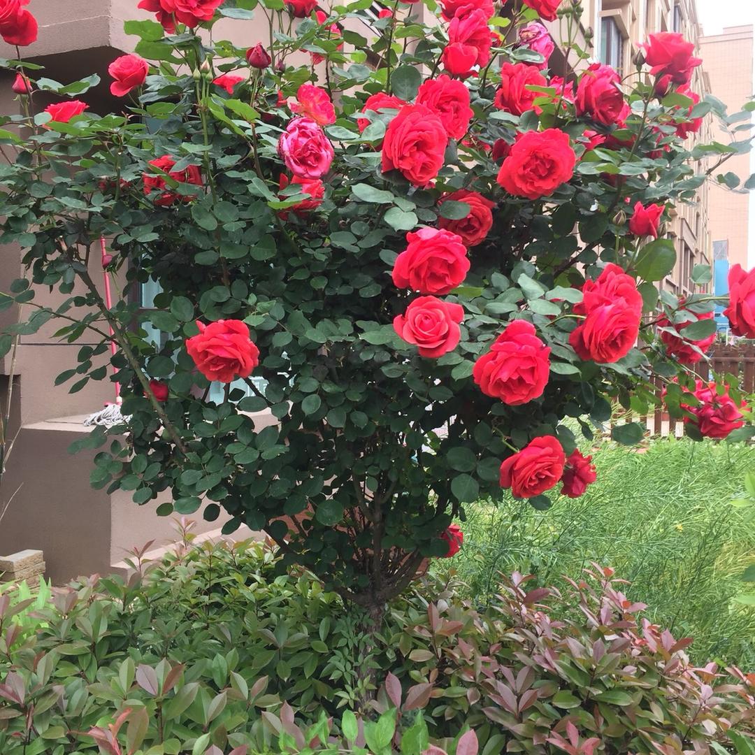 花开富贵🌈