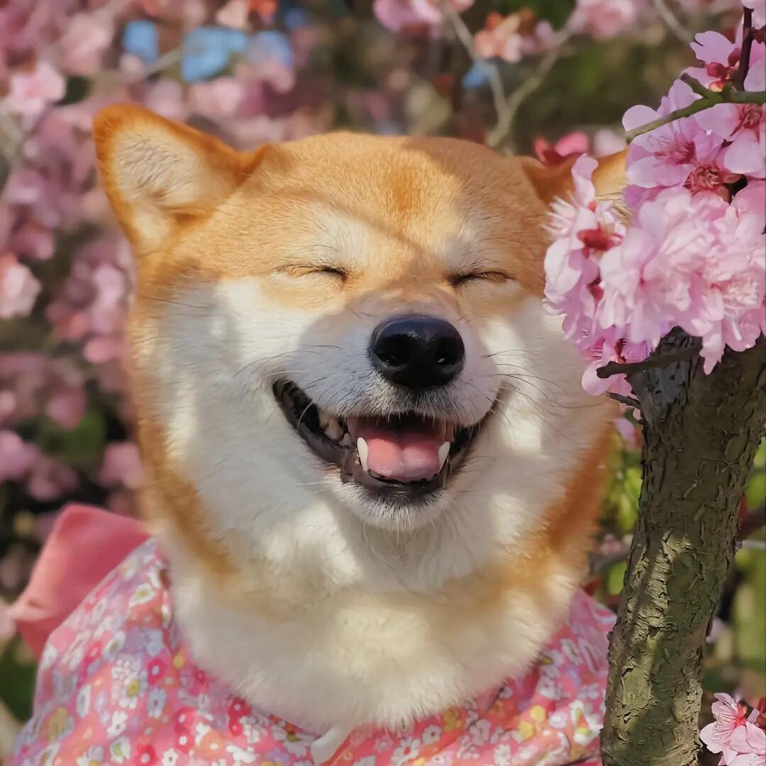 汪仔家族