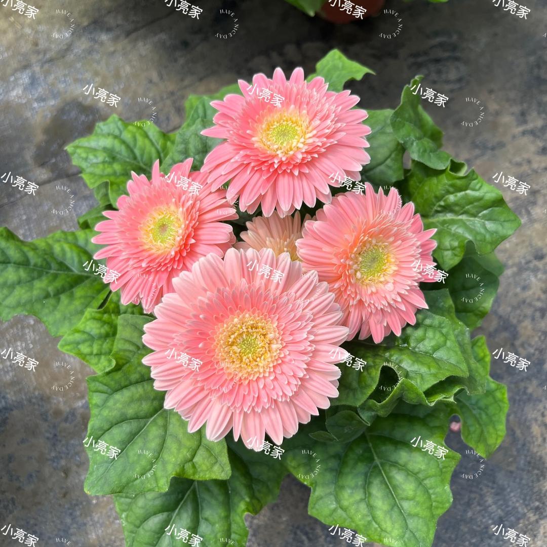 小亮的花园