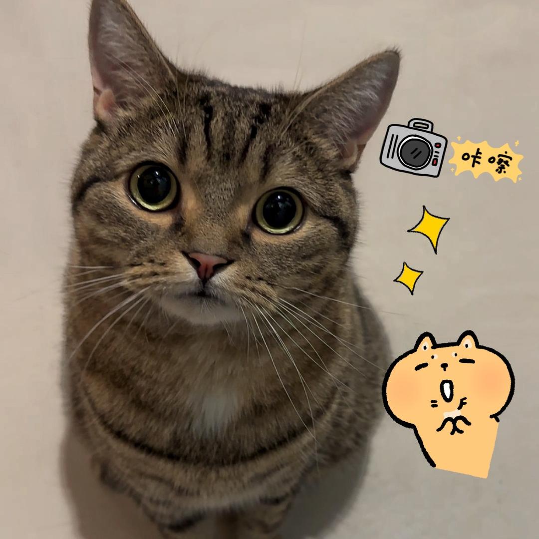 巴巴辛宝