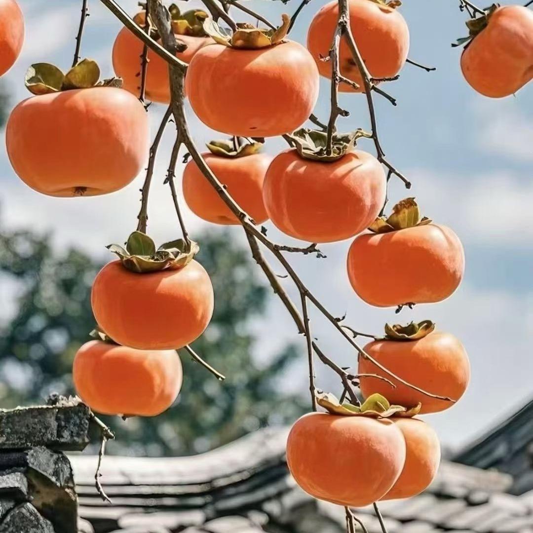 陈姑姑