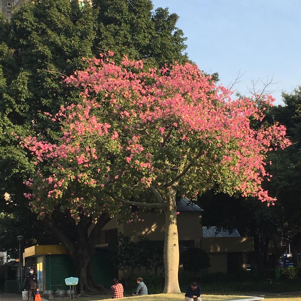 花花