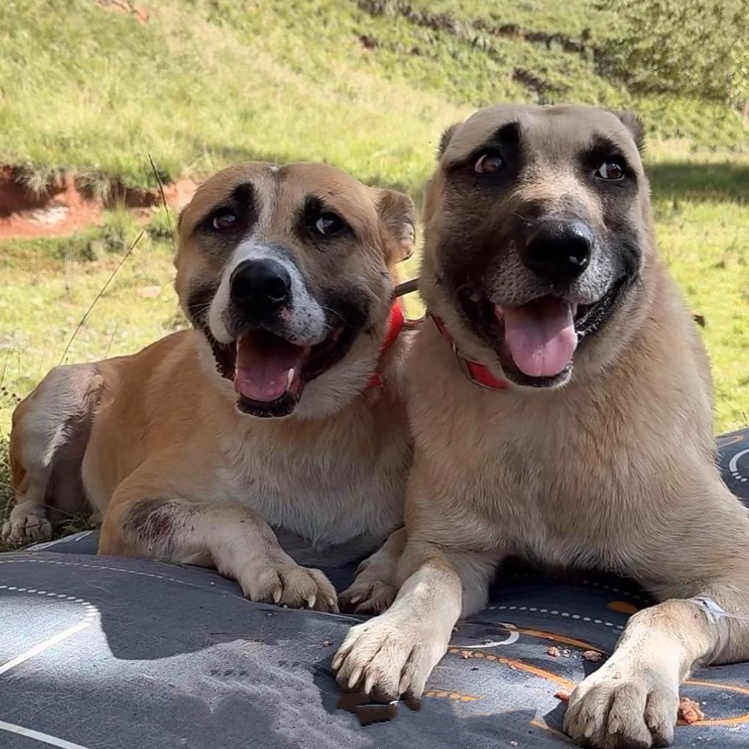 无惧碾压的鲜活