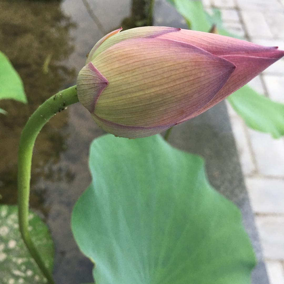 章鱼