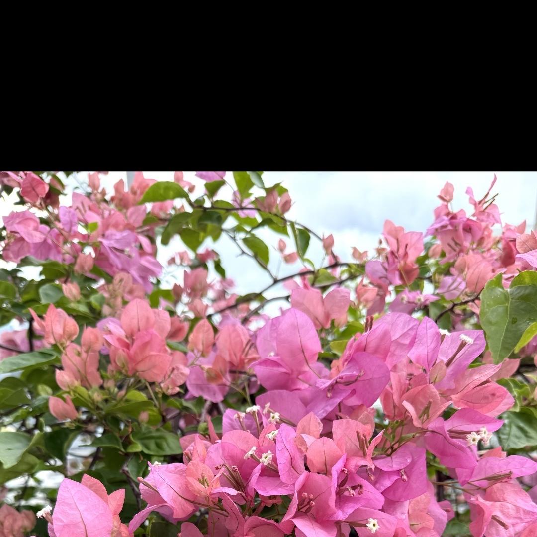 植因有你园艺场