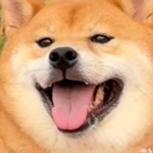 东东是只小胖柴