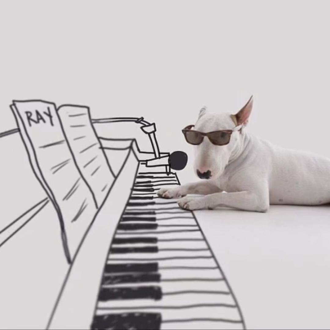 教钢琴的小玉米片🎹