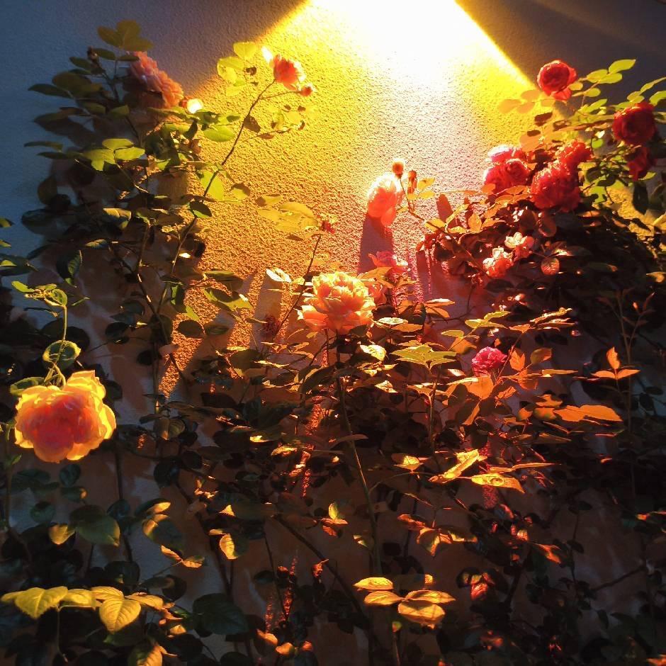 辣条