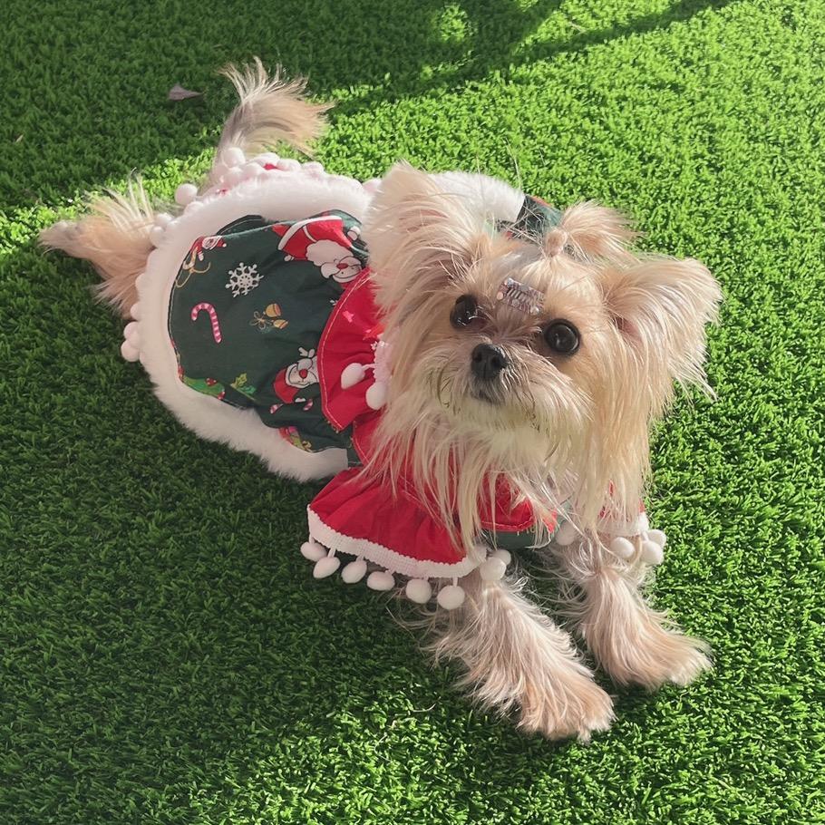 强哥和草莓的日常