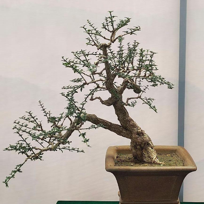青州市旭驰花卉苗木有限公司