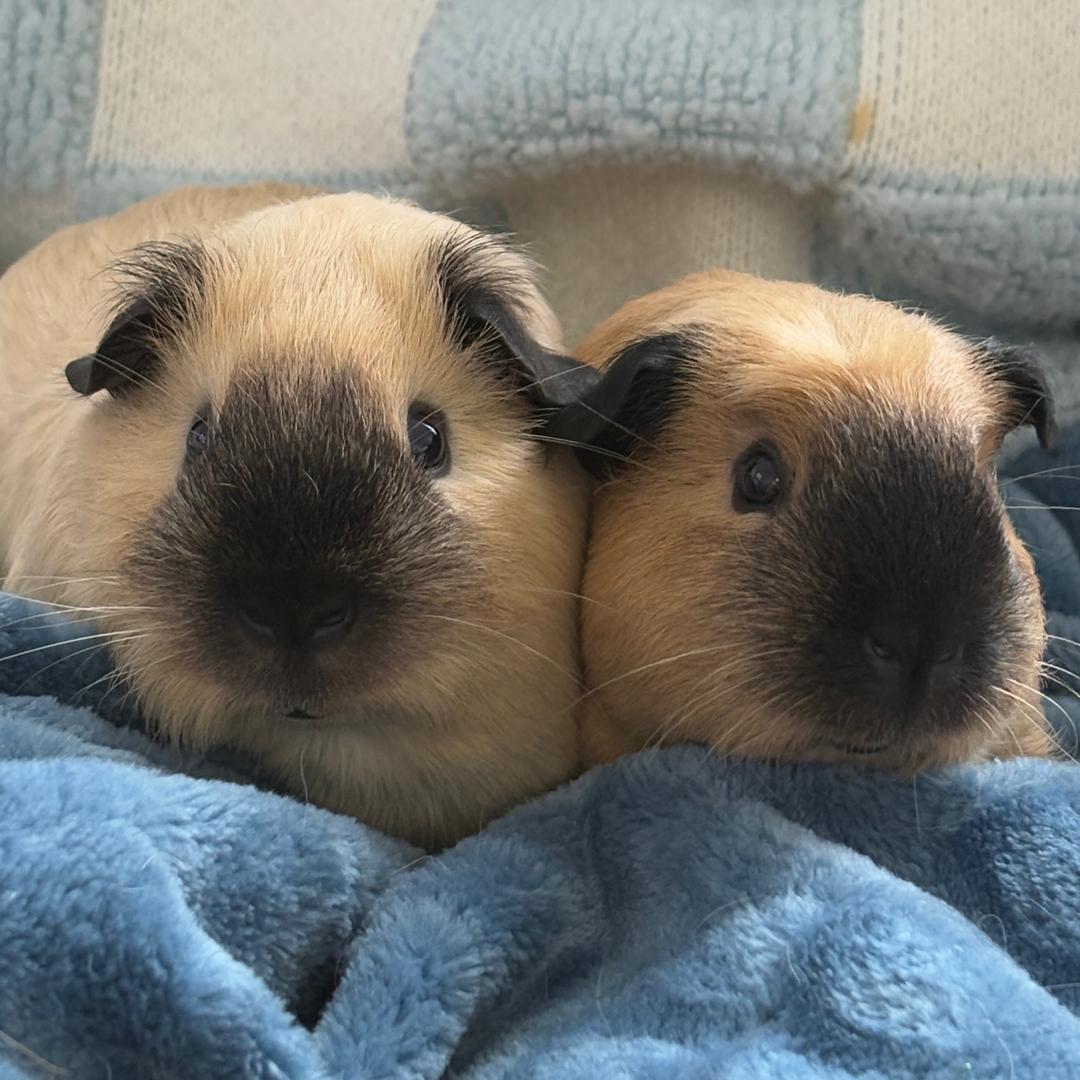 千万拿铁小奶盖🐷（出小猪/龙猫）