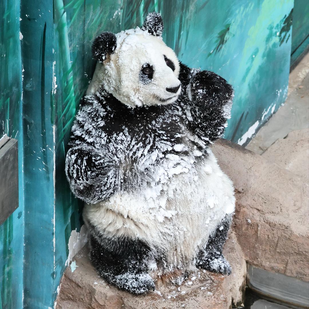 小竹子