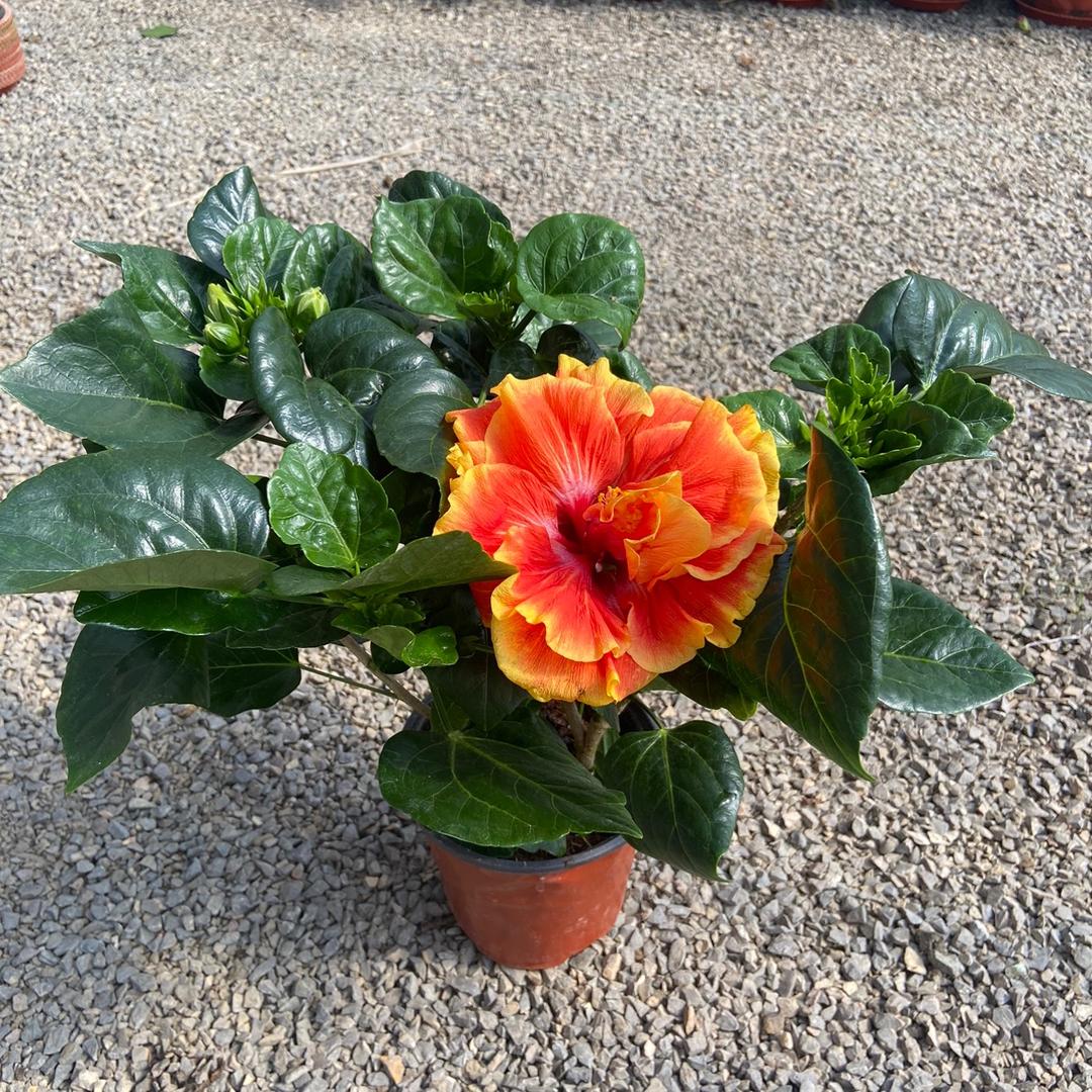 美邦花卉