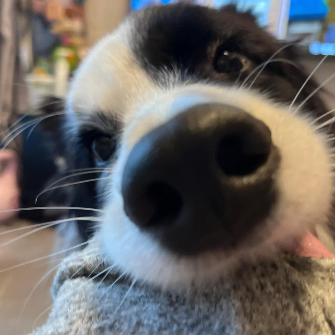 苔原牧语犬舍—（晓晓）