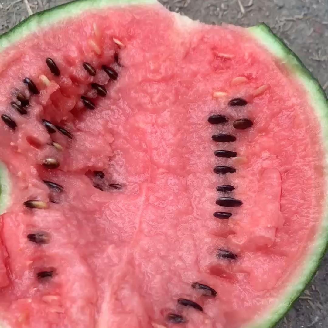 脸皮刚薄 鲁越农业西瓜甜瓜代收代发
