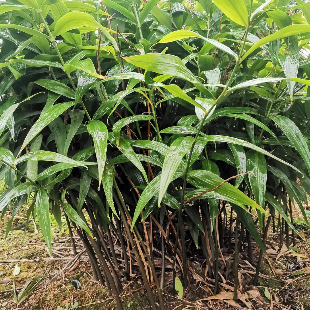 钟药材育苗基地