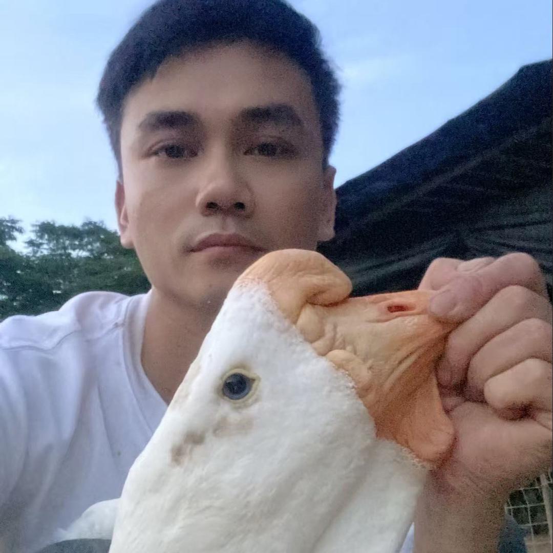 杨阿浩特大狮头鹅