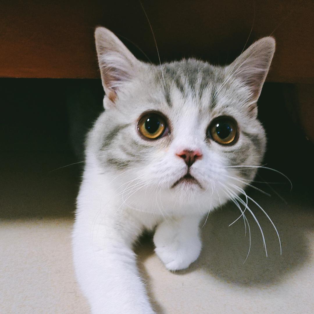 小猪佩亓
