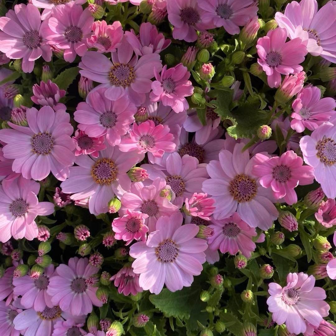 🌅唯一MD🍃🍂