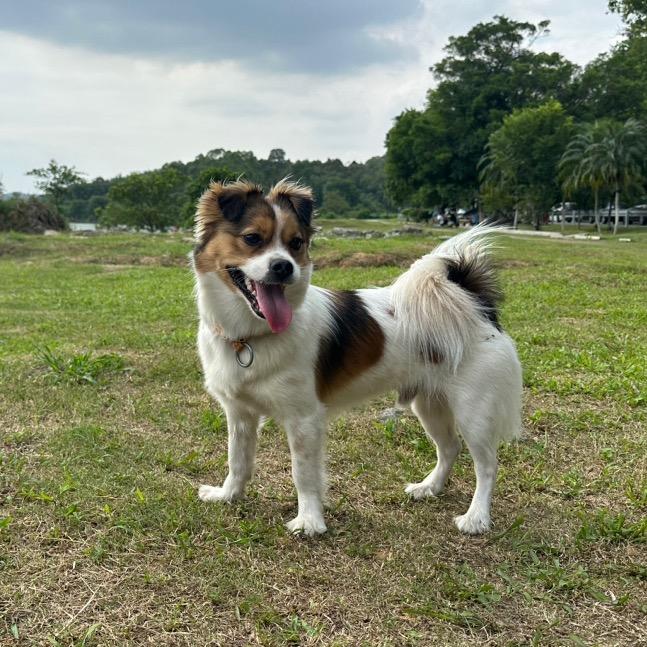 爱上沙发的墩墩