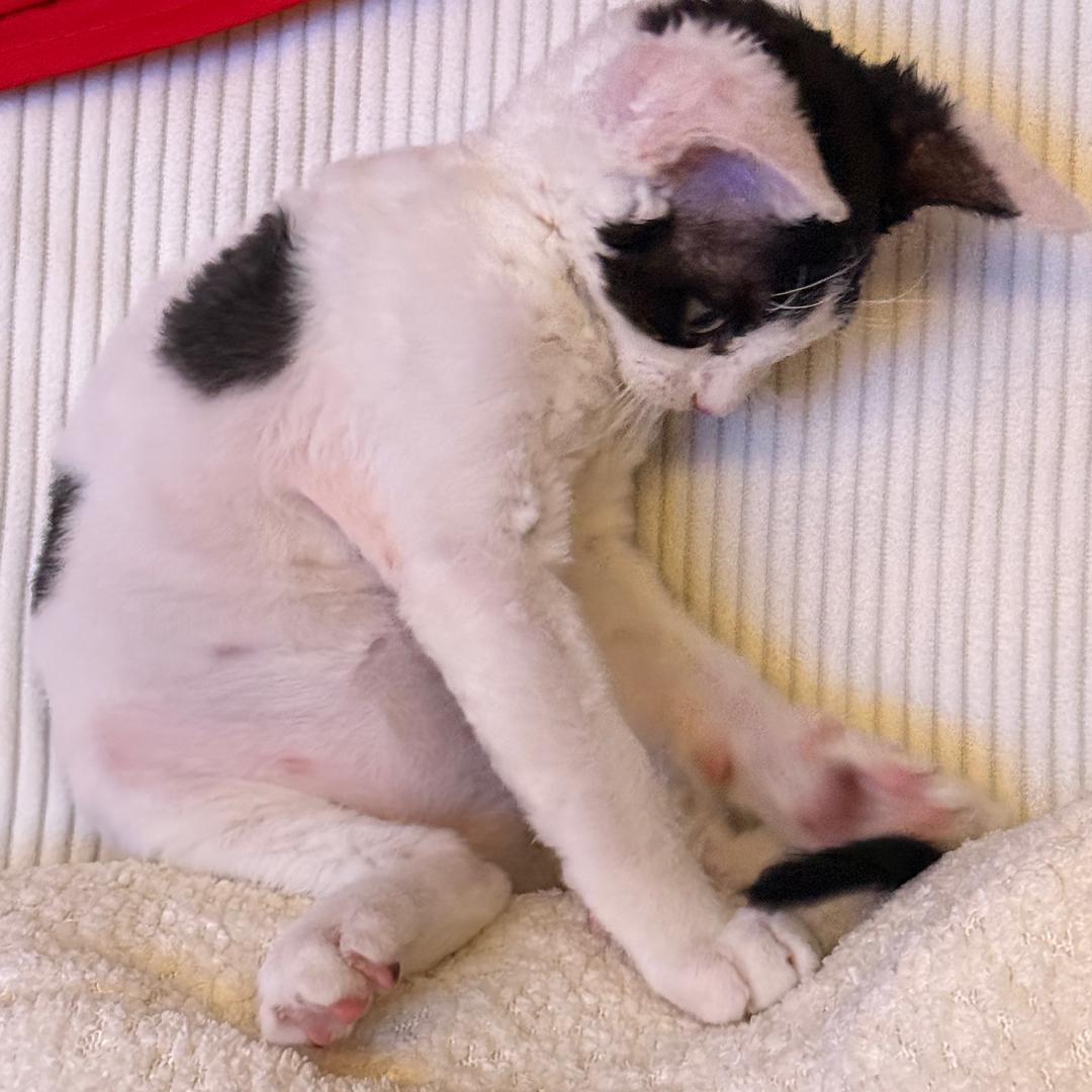 小P.