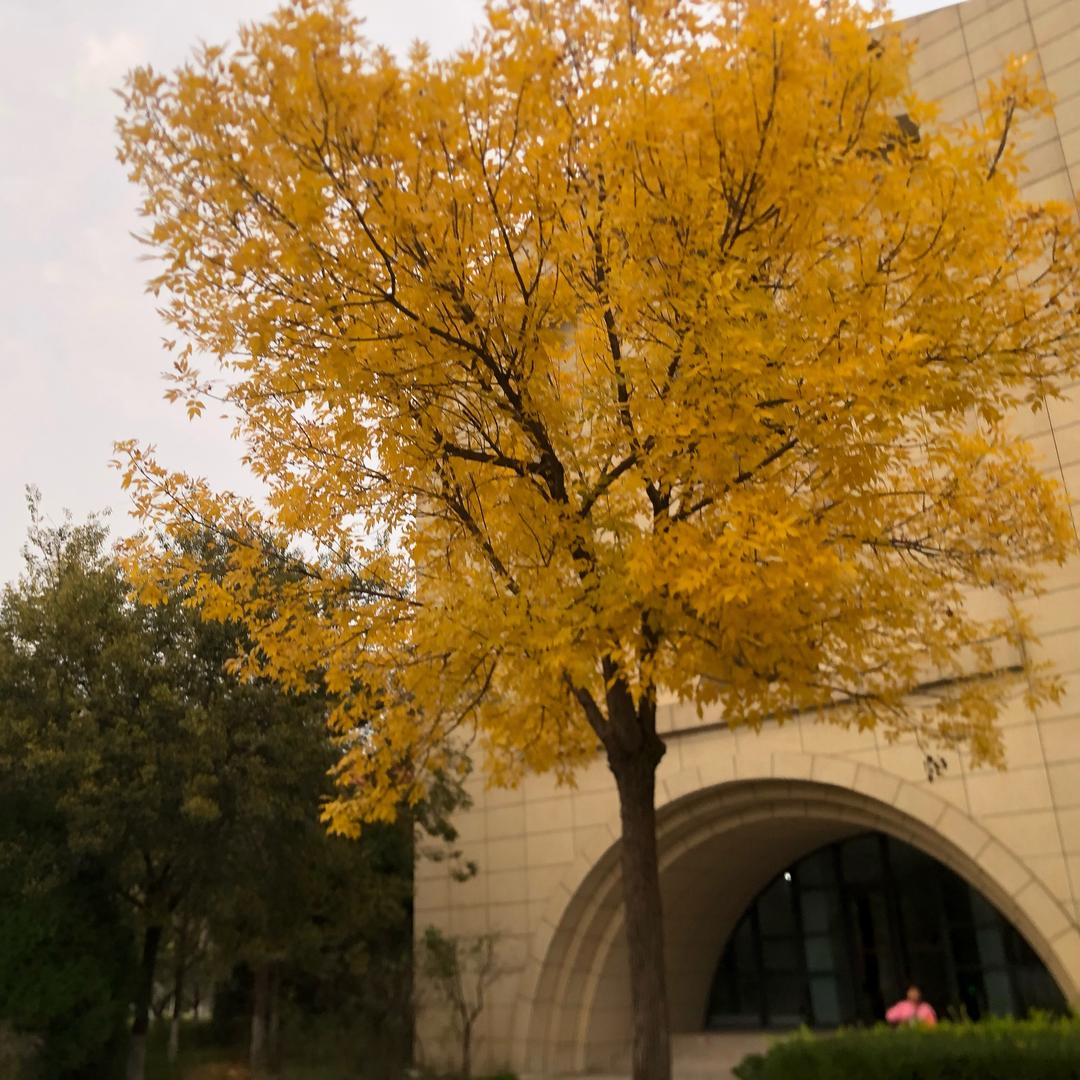 我是α的