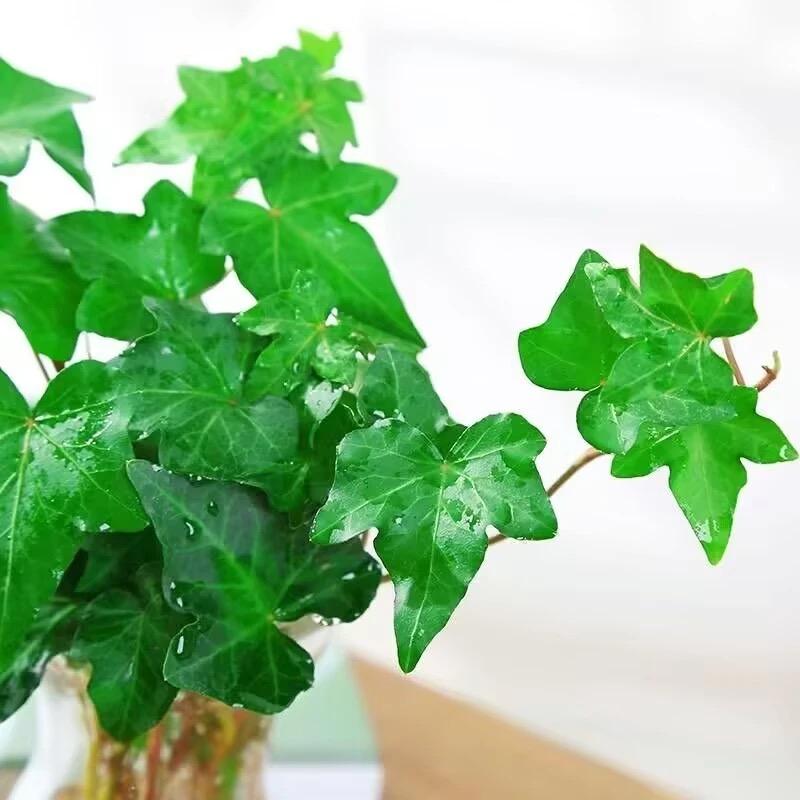 清新绿植基地