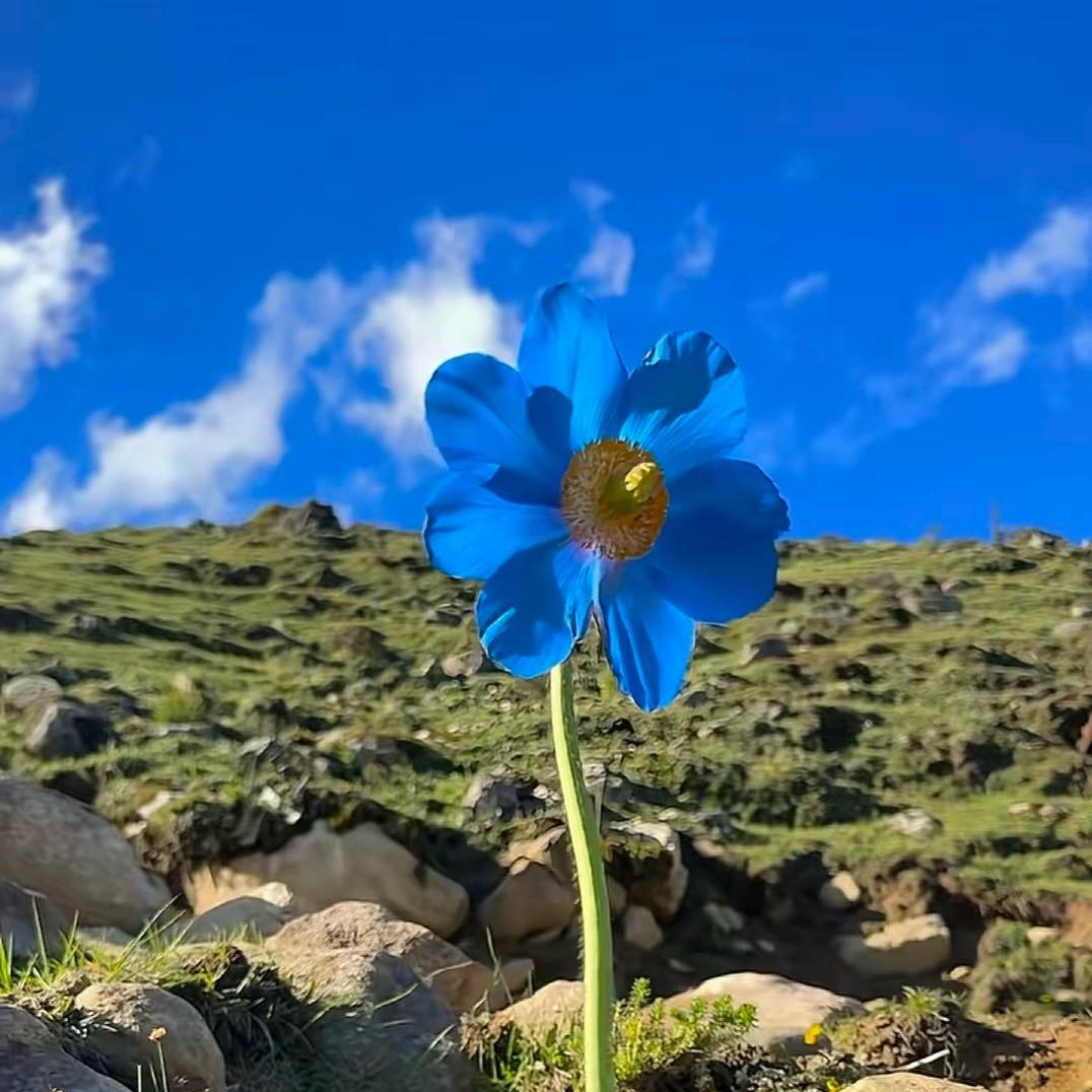 㞮孞（拒绝连赞）