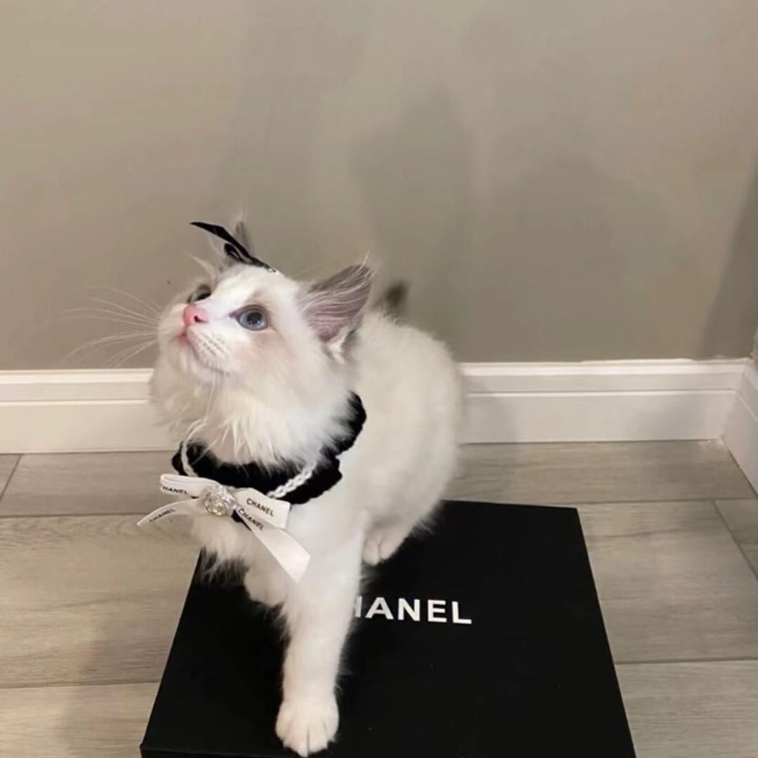 小猫喵喵.