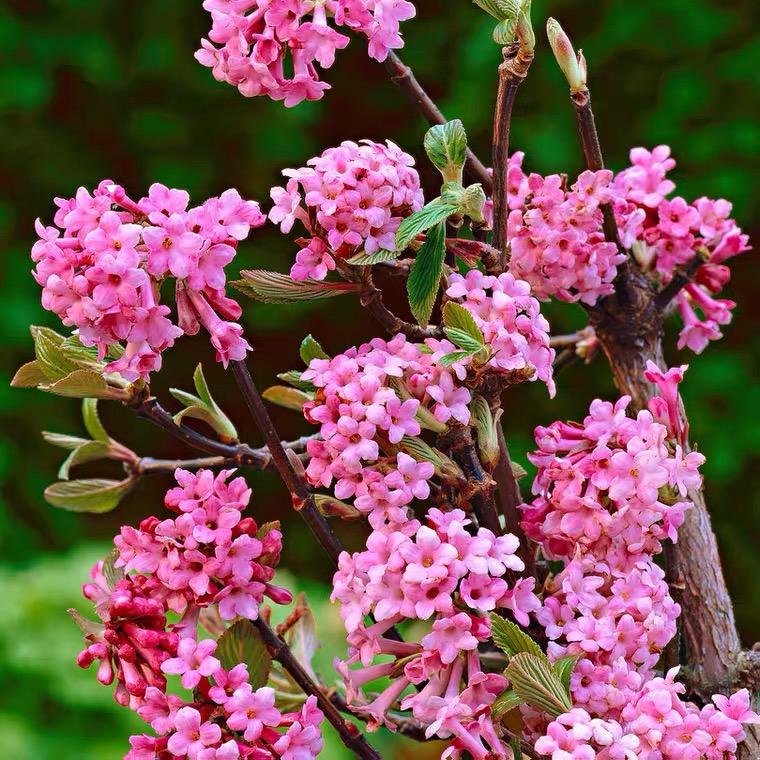 花姿彩花卉