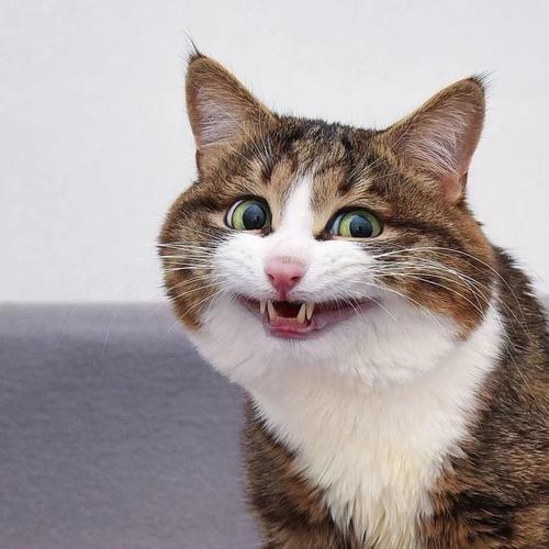 小惠说养猫