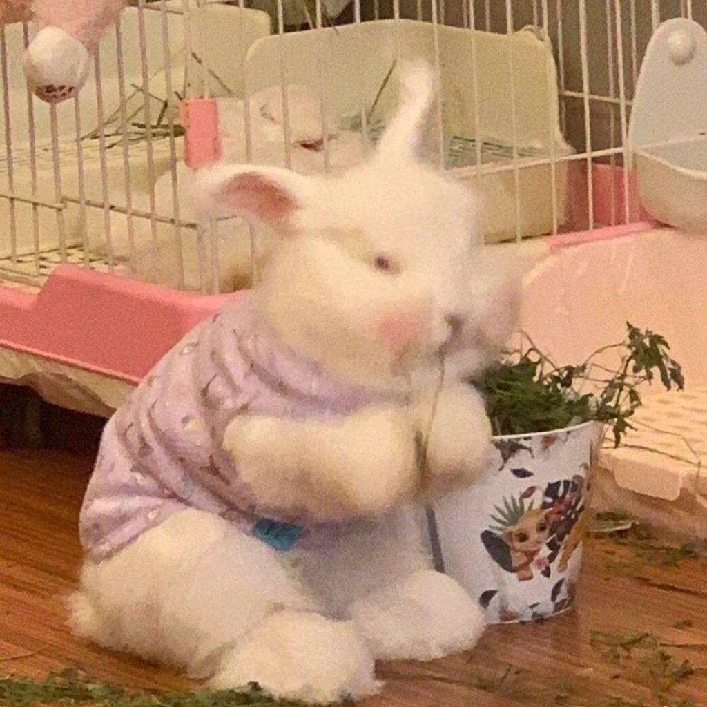 釉釉兔🐰
