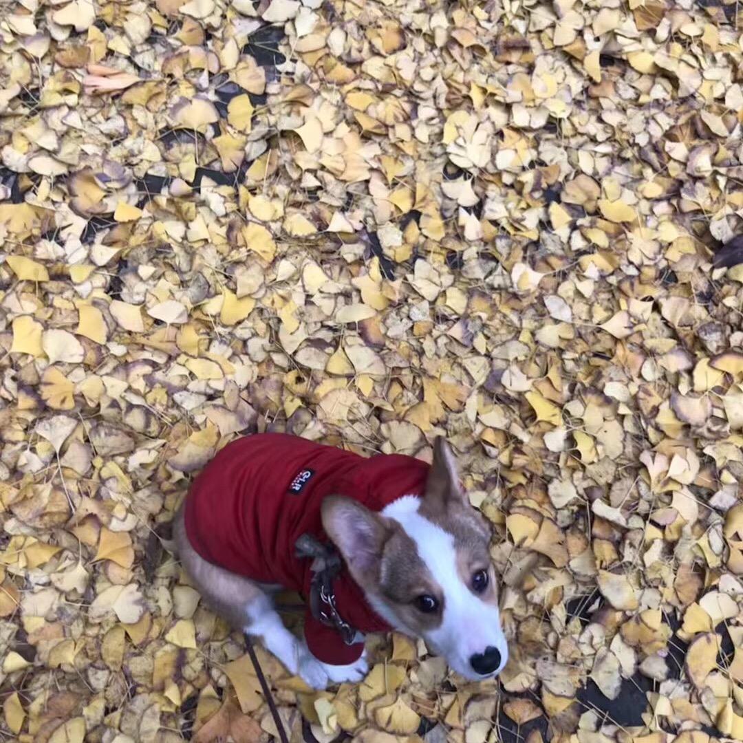 可媽