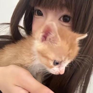 呆呆