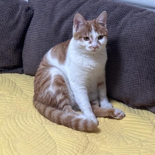 肉丝爆炒土豆丝🥭