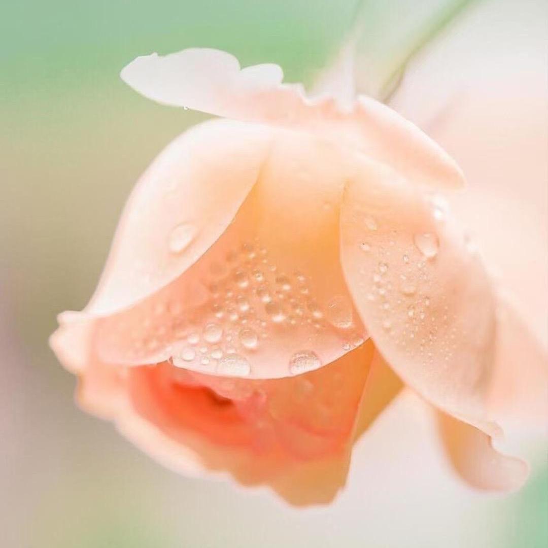 🌹 芳芳