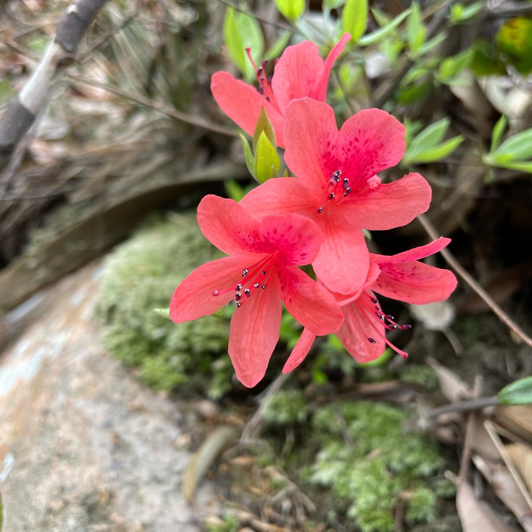 鼎顶景观树园艺