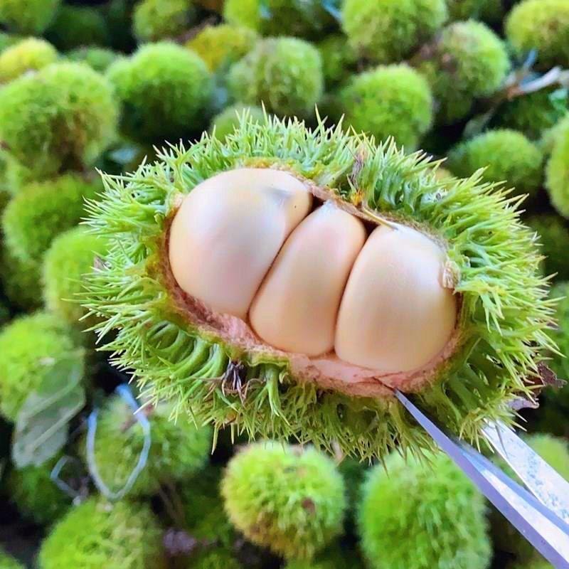 九月应季生鲜