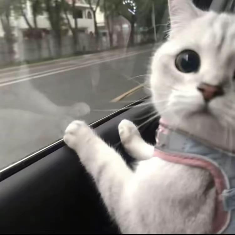 何小黑