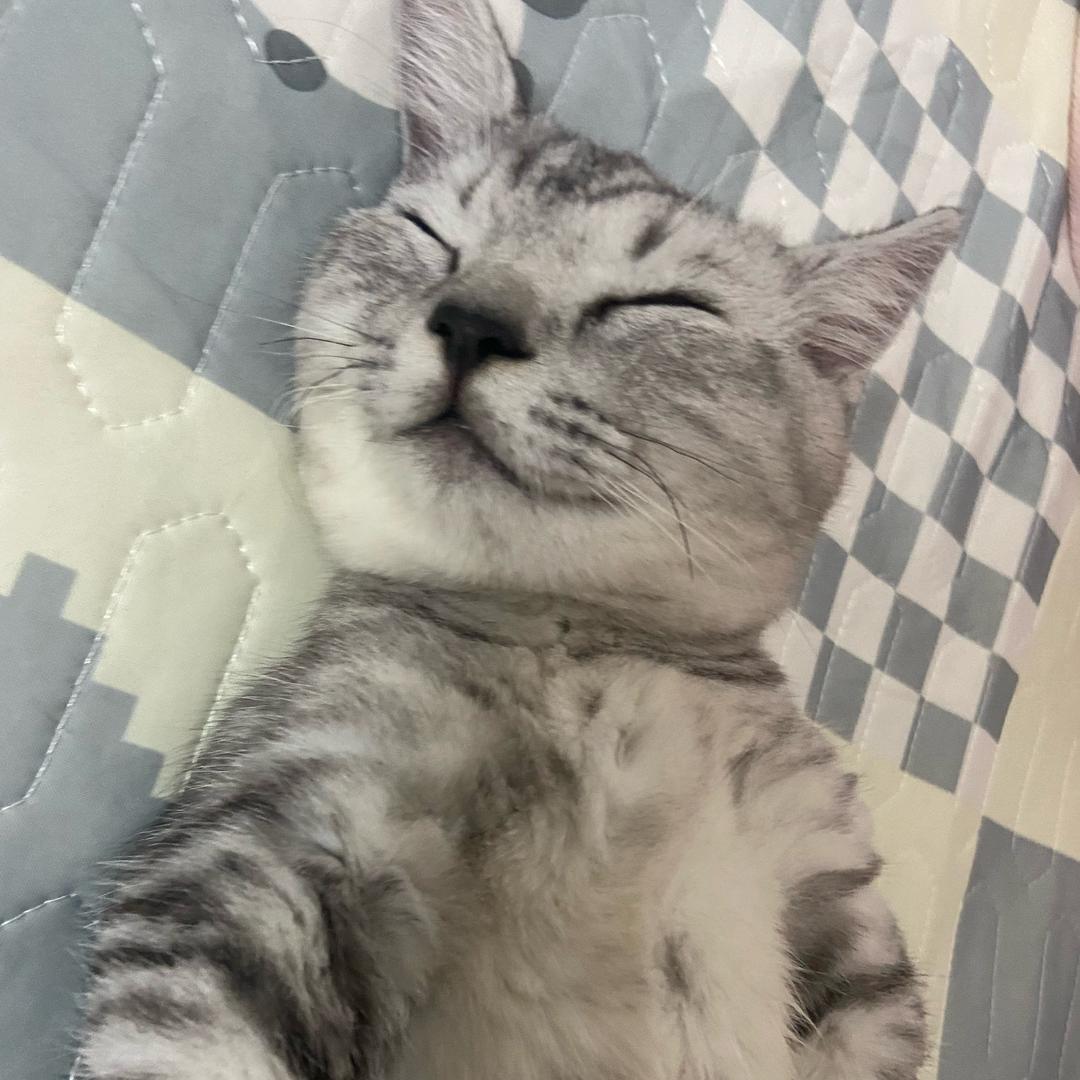 Skiik