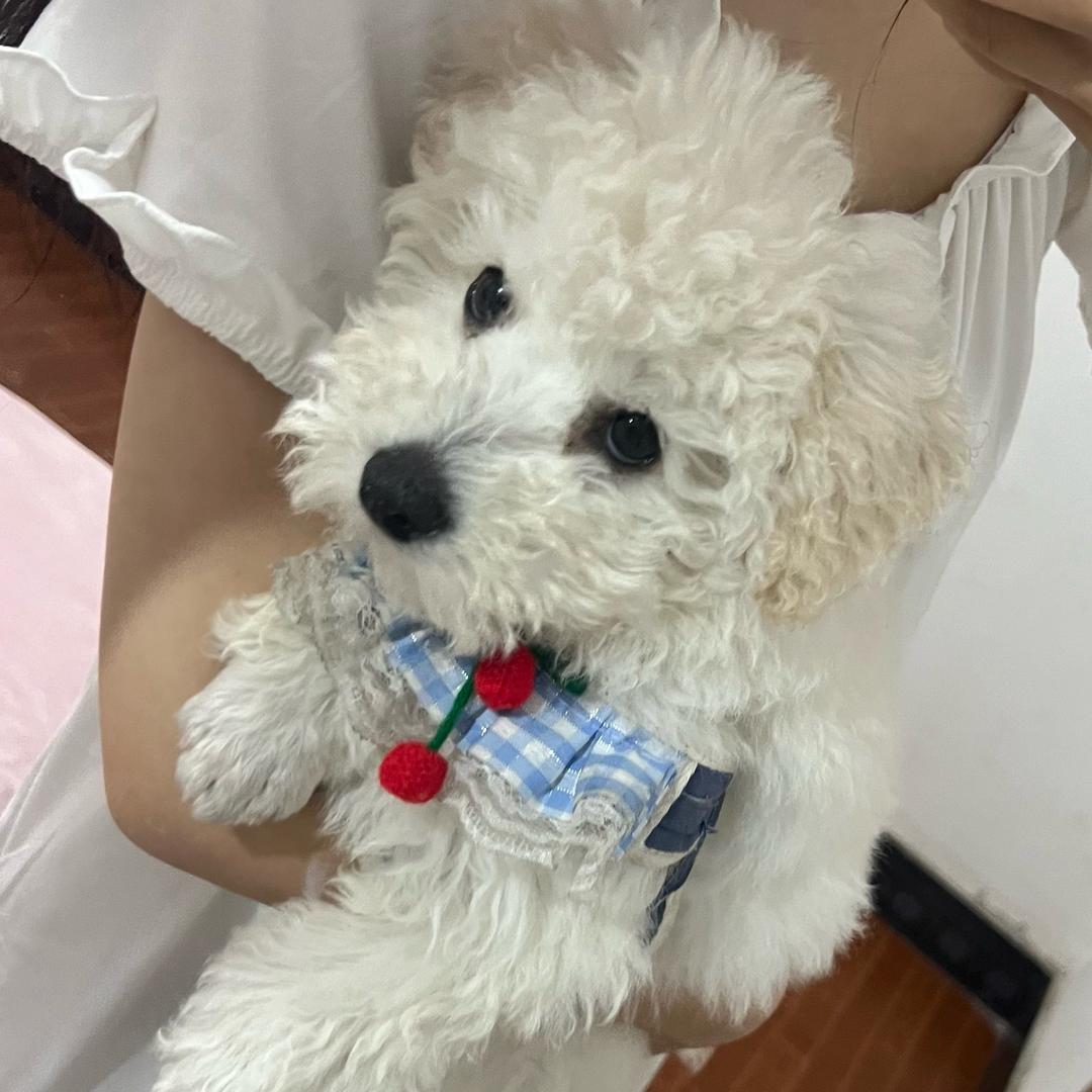 爱嘤嘤嘤斯坦