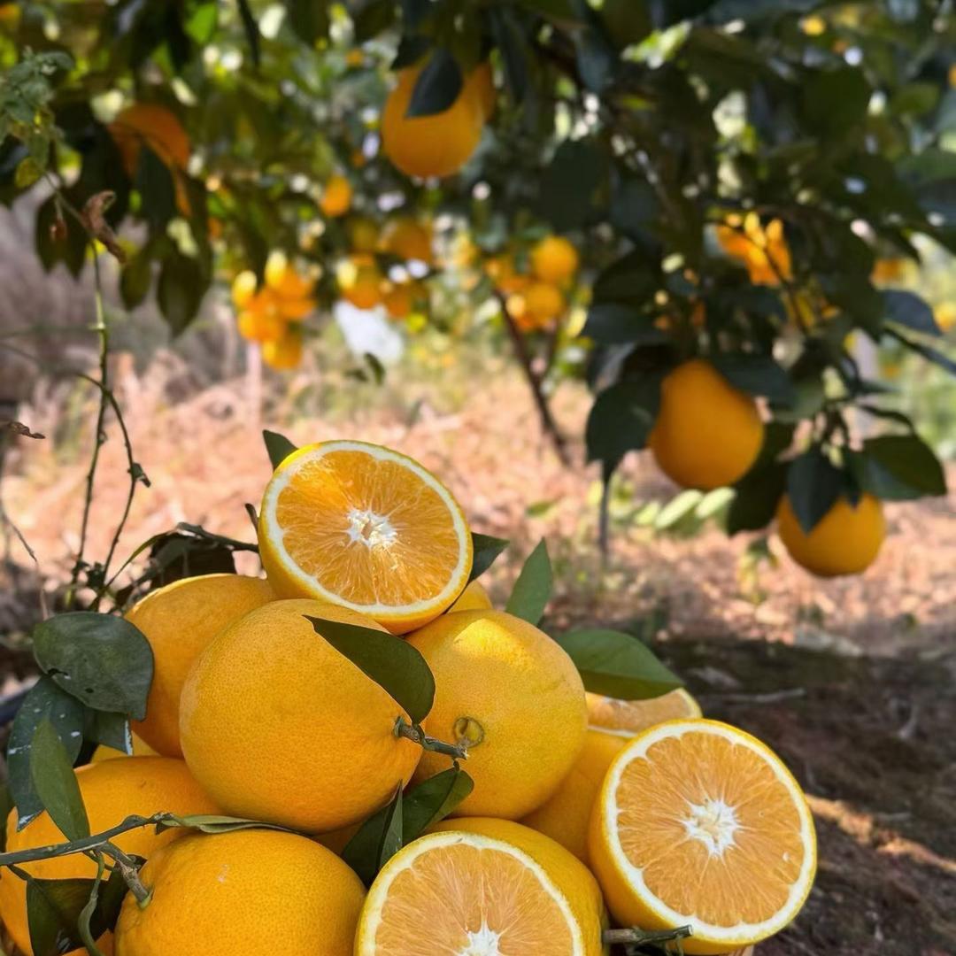 正宗赣南脐橙果园 小梅