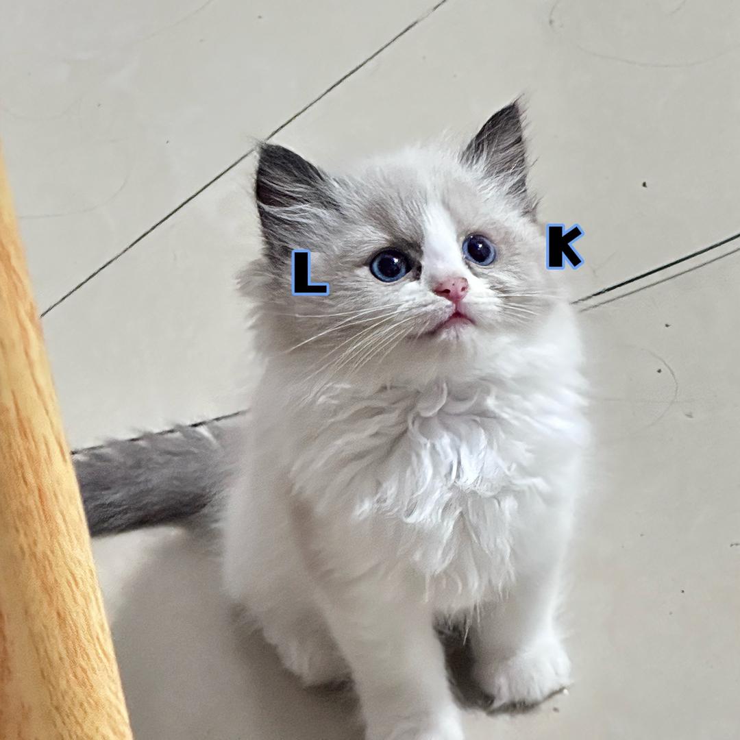 钱多多🐈和香香🐈