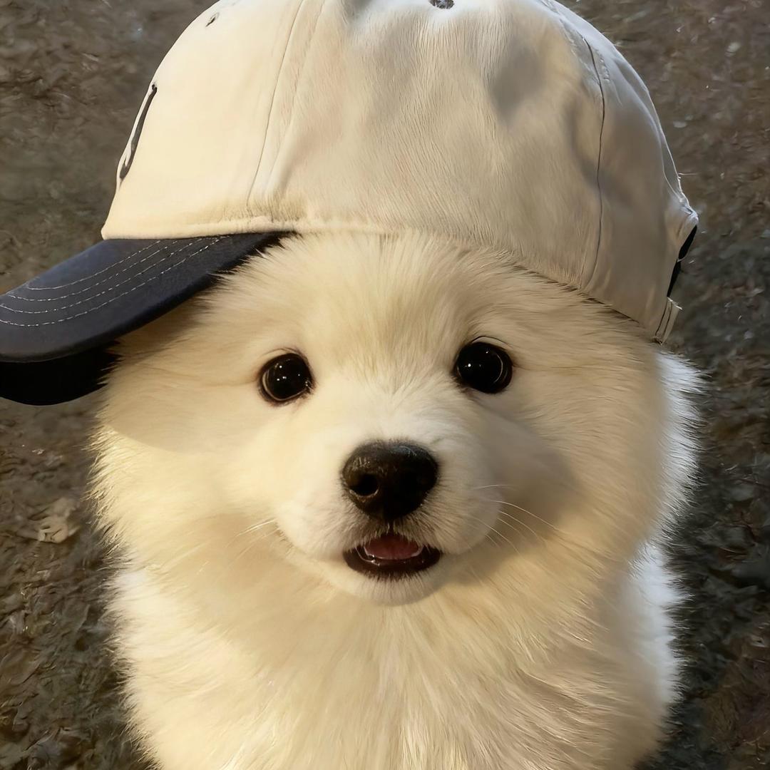 剪狗毛的小白