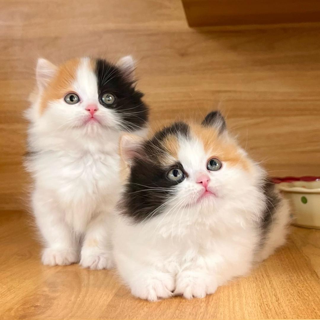 慧慧子家的猫🎀